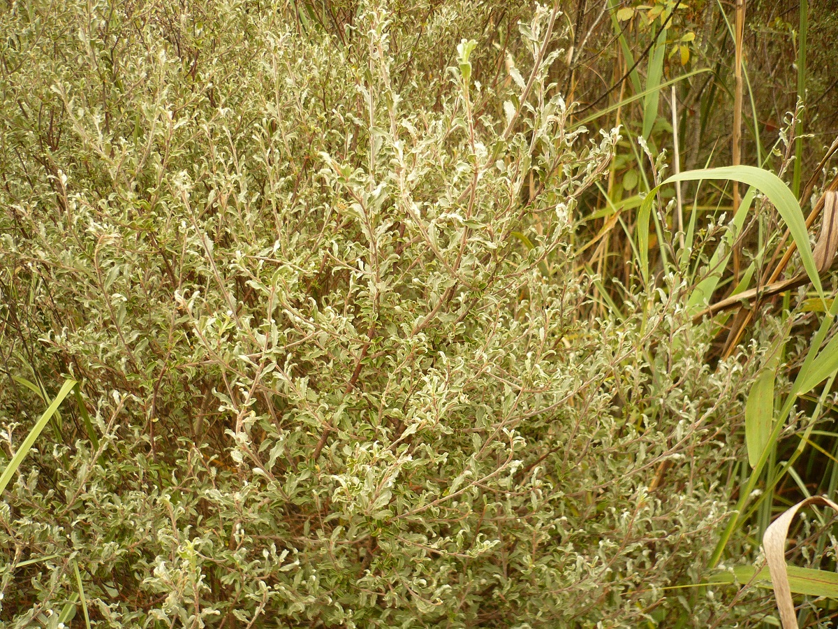 Salix repens subsp. repens var. dunensis (Salicaceae)